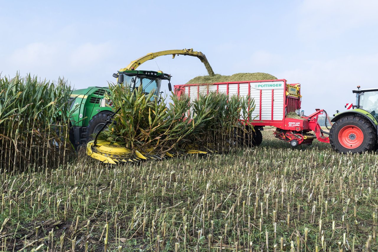 Bild 145 - Maisernte